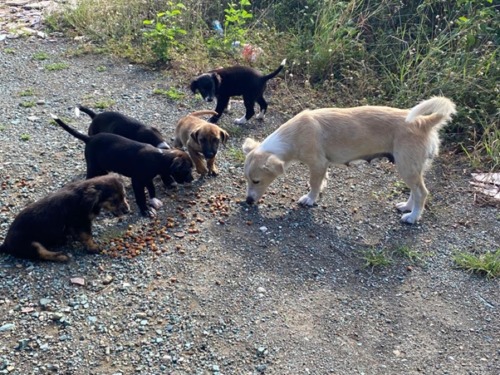 (Perrita con sus cinco cachorros abandonada en área desolada en carretera 139 en Ponce Puerto Rico)