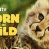 Nueva serie de Apple TV explora rescates de fauna en peligro Nueva serie de Apple TV explora rescates de fauna en peligro