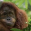“Orangutan” llega a Disney Plus en el Día de la Tierra El documental muestra la vida diaria de los orangutanes en su hábitat natural.