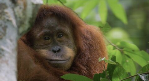 El documental muestra la vida diaria de los orangutanes en su hábitat natural.