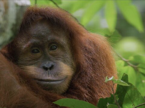“Orangutan” llega a Disney Plus en el Día de la Tierra El documental muestra la vida diaria de los orangutanes en su hábitat natural.