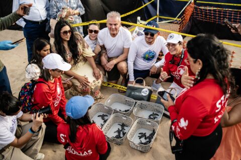 Liberan las primeras tortugas marinas de la temporada en la playa de Condado Participantes de la iniciativa ambiental acompañan la liberación de las primeras tortugas marinas de la temporada en Condado.