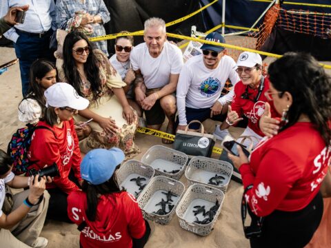 Liberan las primeras tortugas marinas de la temporada en la playa de Condado Participantes de la iniciativa ambiental acompañan la liberación de las primeras tortugas marinas de la temporada en Condado.