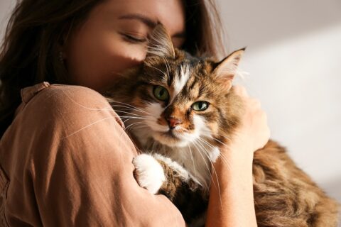 Expertos veterinarios explican cómo detectar enfermedades silenciosas en los gatos Gato doméstico