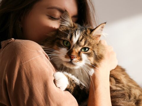 Gato doméstico