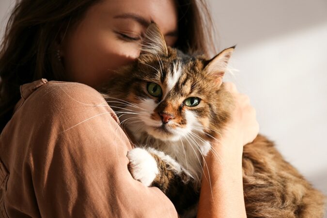 Expertos veterinarios explican cómo detectar enfermedades silenciosas en los gatos Gato doméstico