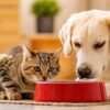 Recomendaciones para proteger a las mascotas ante la sequía y las altas temperaturas Perro y gato deben contar con acceso continuo a agua potable fresca durante periodos de calor extremo y racionamiento.