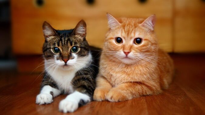 Revelan seis curiosidades sobre el comportamiento y cuidado diario de los gatos en Puerto Rico
