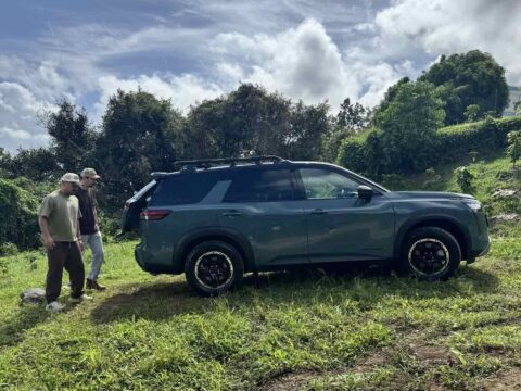 Voluntarios recolectando granos de café maduros directamente de la planta durante las jornadas agrícolas en Puerto Rico.